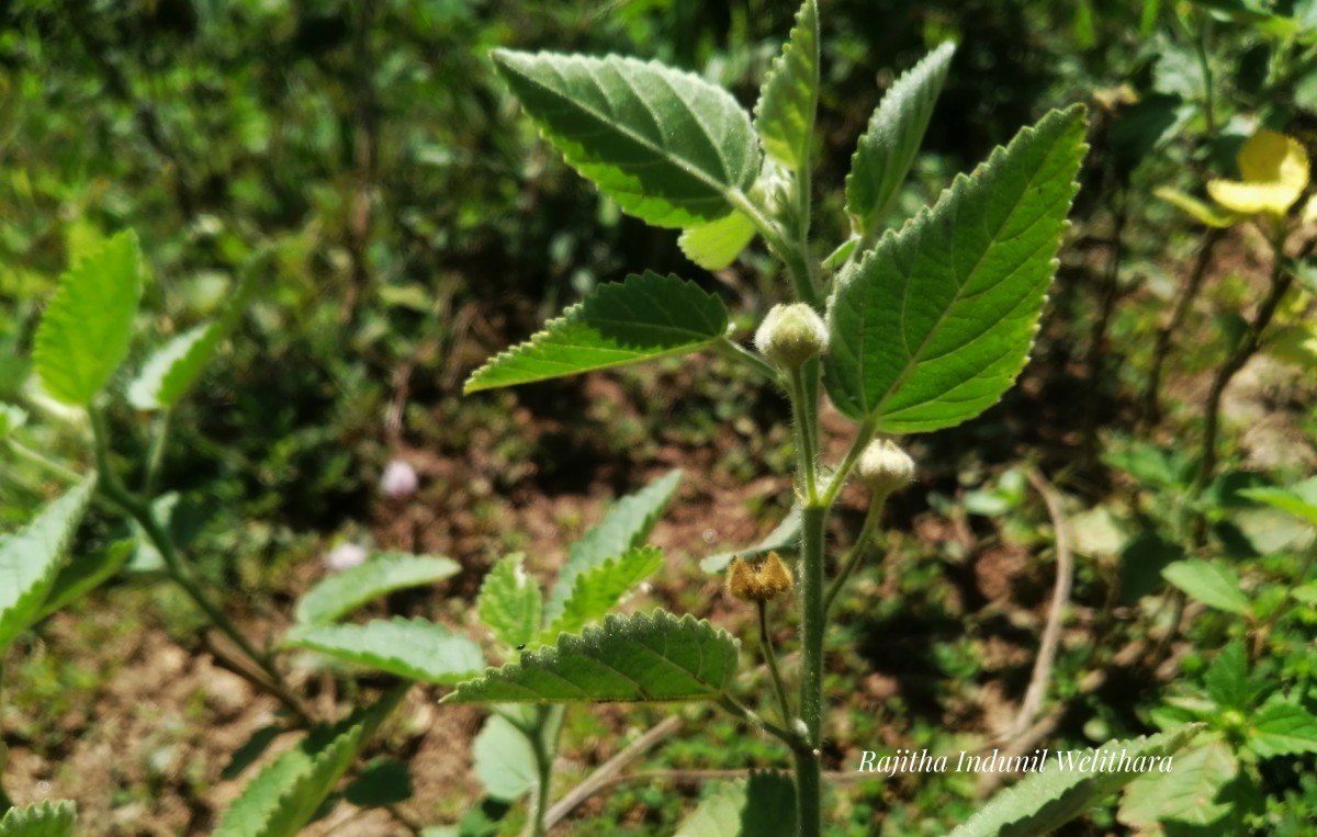 Sida cordifolia L.